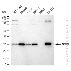 KD-Validated NQO2 Rabbit mAb (20 μl)