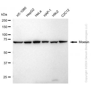 KD-Validated MSN Rabbit mAb (20 μl)