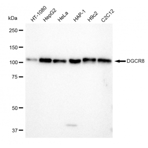 KD-Validated DGCR8 Rabbit mAb (20 μl)