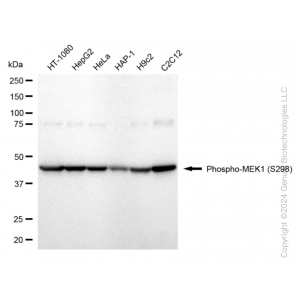 KD-Validated Phospho-MEK1 (S298) Rabbit mAb (20 μl)