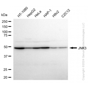 KD-Validated MAPK10 Rabbit mAb (20 μl)