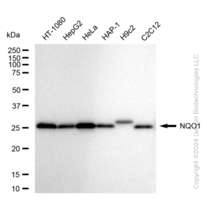 KD-Validated NQO1 Rabbit mAb (20 μl)