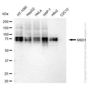 KD-Validated MBD1 Rabbit mAb (20 μl)