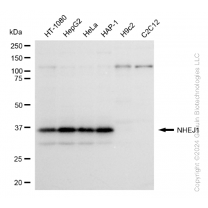 KD-Validated NHEJ1 Rabbit mAb (20 μl)