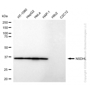 KD-Validated NSDHL Rabbit mAb (20 μl)