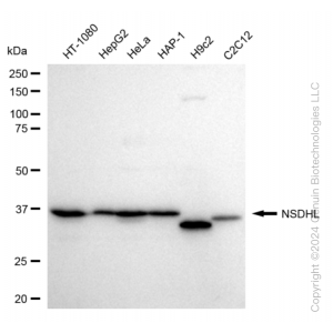 KD-Validated NSDHL Rabbit mAb (20 μl)