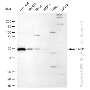 KD-Validated LRG1 Rabbit mAb (20 μl)