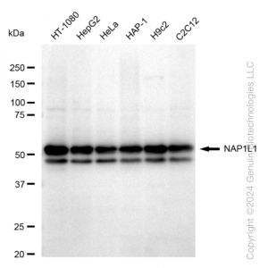 KD-Validated NAP1L1 Rabbit mAb (20 μl)