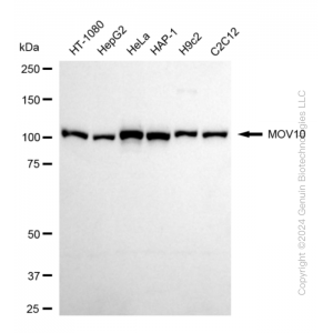 KD-Validated MOV10 Rabbit mAb (20 μl)