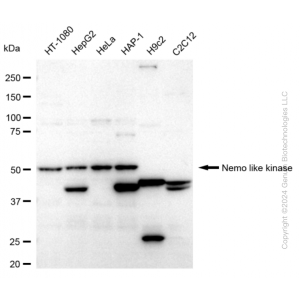 KD-Validated NLK Rabbit mAb (20 μl)