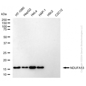KD-Validated NDUFA13 Rabbit mAb (20 μl)