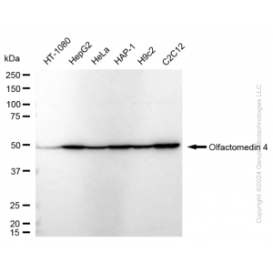 KD-Validated OLFM4 Rabbit mAb (20 μl)