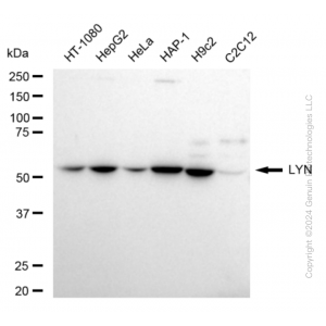 KD-Validated LYN Proto-Oncogene Rabbit mAb (20 μl)