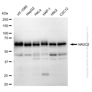 KD-Validated NR2C2 Rabbit mAb (20 μl)