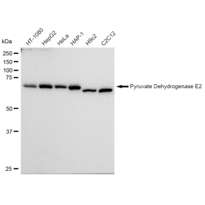 KD-Validated PDCE2 Rabbit mAb (20 μl)