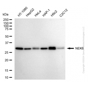 KD-Validated NEK6 Rabbit mAb (20 μl)