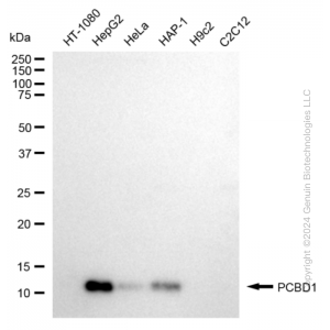 KD-Validated PCBD1 Rabbit mAb (20 μl)