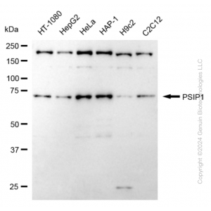 KD-Validated PSIP1 Rabbit mAb (20 μl)