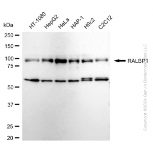 KD-Validated RALBP1 Rabbit mAb (20 μl)