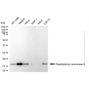 KD-Validated PPIA Rabbit mAb (20 μl)