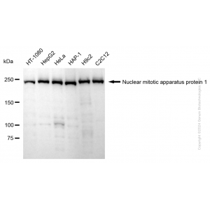 KD-Validated NUMA1 Rabbit mAb (20 μl)