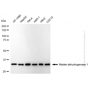 KD-Validated MDH1 Rabbit mAb (20 μl)