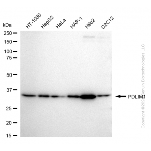 KD-Validated PDLIM1 Rabbit mAb (20 μl)
