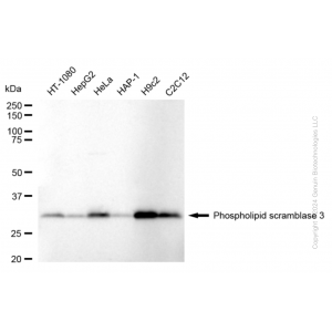 KD-Validated PLSCR3 Rabbit mAb (20 μl)