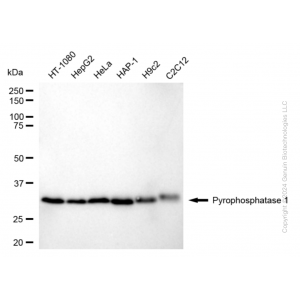 KD-Validated PPA1 Rabbit mAb (20 μl)
