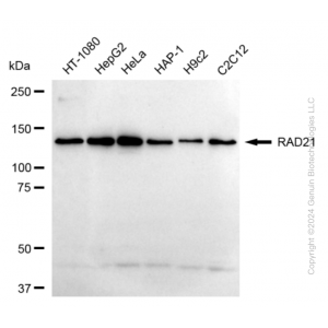 KD-Validated RAD21 Rabbit mAb (20 μl)