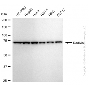 KD-Validated RDX Rabbit mAb (20 μl)