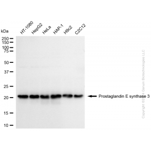 KD-Validated PTGES3 Rabbit mAb (20 μl)