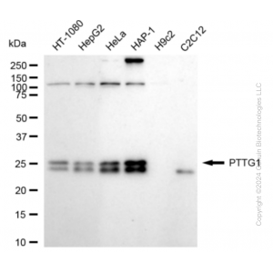 KD-Validated PTTG1 Rabbit mAb (20 μl)