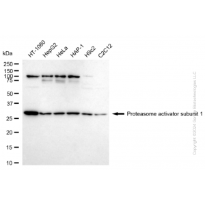 KD-Validated PSME1 Rabbit mAb (20 μl)