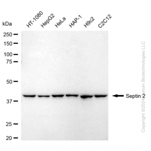 KD-Validated SEPTIN2 Rabbit mAb (20 μl)