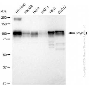 KD-Validated PIWIL1 Rabbit mAb (20 μl)
