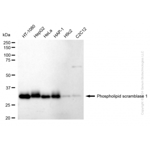 KD-Validated PLSCR1 Rabbit mAb (20 μl)