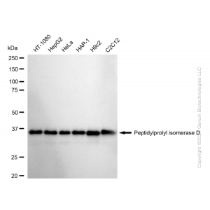 KD-Validated PPID Rabbit mAb (20 μl)