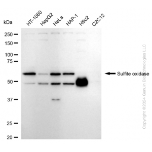 KD-Validated SUOX Rabbit mAb (20 μl)