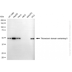 KD-Validated USP39 Rabbit mAb (20 μl)