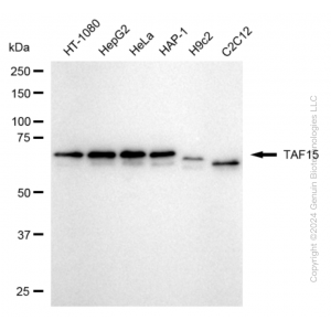 KD-Validated TAF15 Rabbit mAb (20 μl)