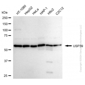 KD-Validated USP39 Rabbit mAb (20 μl)