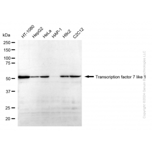 KD-Validated TCF7L1 Rabbit mAb (20 μl)