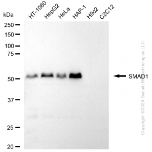 KD-Validated SMAD1 Rabbit mAb (20 μl)