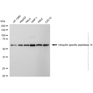 KD-Validated USP14 Rabbit mAb (20 μl)