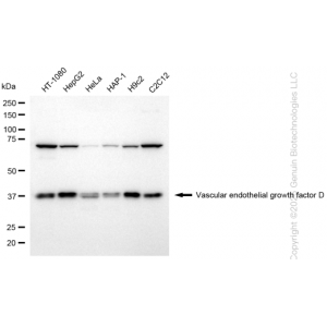 KD-Validated VEGFD Rabbit mAb (20 μl)