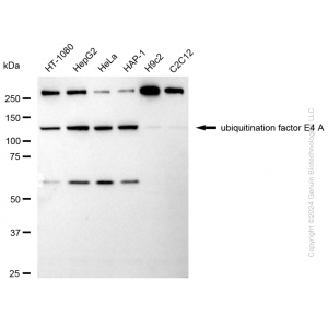 KD-Validated UBE4A Rabbit mAb (20 μl)