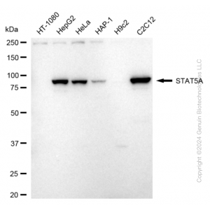 KD-Validated STAT5A Rabbit mAb (20 μl)