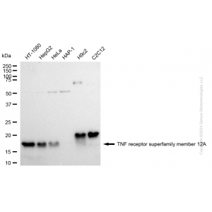 KD-Validated TNFRSF12A Rabbit mAb (20 μl)