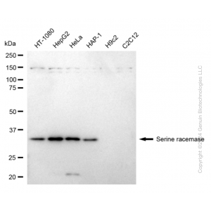 KD-Validated SRR Rabbit mAb (20 μl)